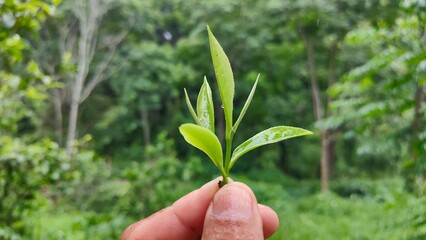 Hand picking fresh green tea leaves from a bush at a plantation. a gardener harvesting young tea shoots in a lush tea garden. Fresh organic tea leaves being inspected on a tea estate.