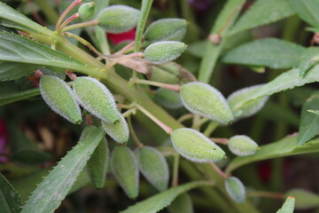 Impatiens balsamina, garden balsams or the potted snapweed plant, flowers and seeds 