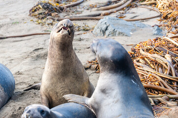 Close-up of fighting northern elephant seals -Mirounga Angustirostris- at Elephant seal vista point, California on a winter morning.