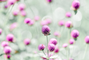 Flower (Globe Amaranth) purple color in garden
