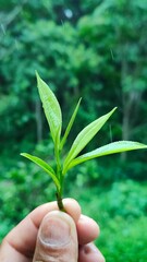 Hand picking fresh green tea leaves from a bush at a plantation. a gardener harvesting young tea shoots in a lush tea garden. Fresh organic tea leaves being inspected on a tea estate.