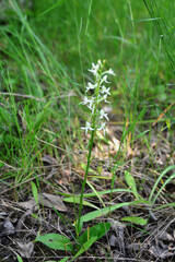 lesser butterfly-orchid (Platanthera bifolia) in grass