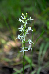 lesser butterfly-orchid (Platanthera bifolia) in grass