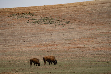 Fototapeta premium American bison, American buffalo, or simply buffalo (not to be confused with true buffalo), is a species of bison that is endemic (or native) to North America. Zion Mountain Ranch, Utah 
