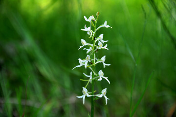 lesser butterfly-orchid (Platanthera bifolia) in grass