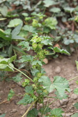 Malva parviflora, Cheeseweed or small mallow green plant, seeds and flowers 