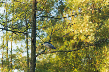 Black crowned night heron, nycticorax nycticorax sitting on tree branch. Wildlife Czech nature