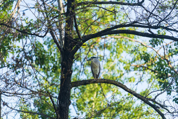 Black crowned night heron, nycticorax nycticorax sitting on tree branch and closed eye. Wildlife Czech nature