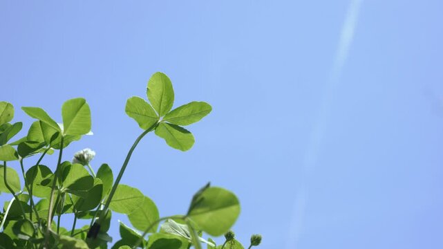 下から見上げた風に揺れる四つ葉のクローバーと青空
