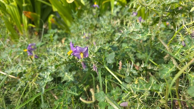 Thorny nightstand flower, also known as Solanum viarum seen in wild greenery with thorn bushes