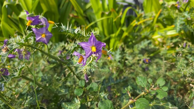 Thorny nightstand flower, also known as Solanum viarum seen in wild greenery with thorn bushes