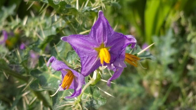Thorny nightstand flower, also known as Solanum viarum seen in wild greenery with thorn bushes