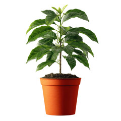 Fototapeta premium Young Coffee Plant in Terracotta Pot, Isolated on