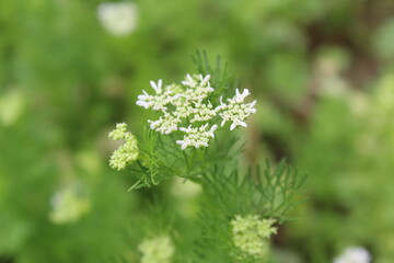 Coriander, cilantro, Flat-leaved parsley or the dhania plant 