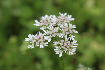 Coriander, cilantro, Flat-leaved parsley or the dhania plant 