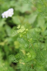 Coriander, cilantro, Flat-leaved parsley or the dhania plant 
