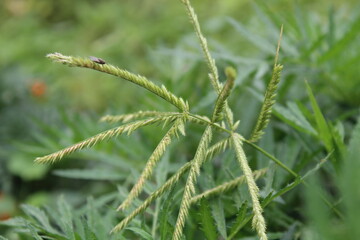 Eleusine indica, Yard Grass or the Goose Grass