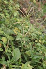 Eleusine indica, Yard Grass or the Goose Grass