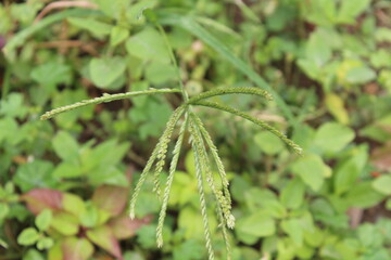 Eleusine indica, Yard Grass or the Goose Grass