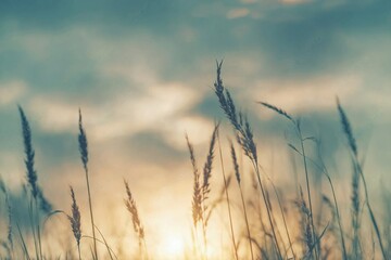 Fototapeta premium Wild grass in the forest at sunset. Macro image, shallow depth of field. Abstract summer nature background. Vintage filter 