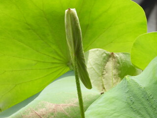 close up of green leaf