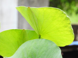 close up of green leaves