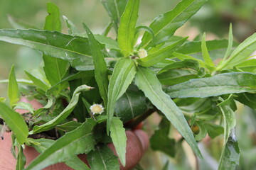 False daisy, Eclipta prostrata or the Bhringraj green plant and white flower 