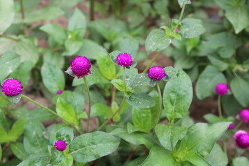 Fototapeta premium Gomphrena globosa or the Globe amaranth purple flowers 