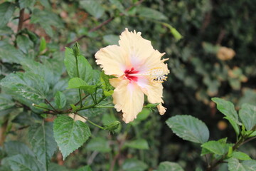 China rose, Shoeblackplant or the Chinese hibiscus flowers 