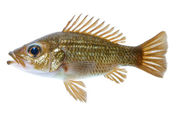 Fototapeta premium A detailed, isolated studio shot of a golden-scaled fish, showing its fins and gills.