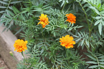 Tagetes erecta or Marigold yellow flowers and green plant 
