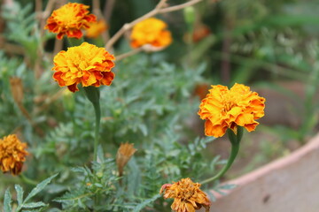 Tagetes erecta or Marigold yellow flowers and green plant 