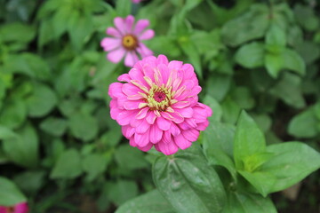 Obraz premium Common zinniaZenia insigni beautiful flowers 