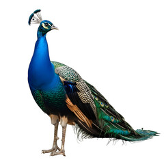Fototapeta premium Majestic Indian Peacock in Profile Against a transparent background Vibrant plumage feathers beauty exotic bird wildlife nature animal photography