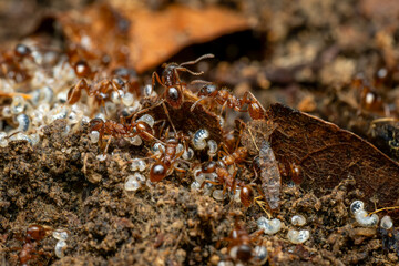 Red forest ant - Myrmica ruginodis, small forest ant native to forests and woodlands of Northern Europe and Asia.