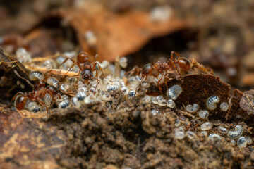 Red forest ant - Myrmica ruginodis, small forest ant native to forests and woodlands of Northern Europe and Asia.