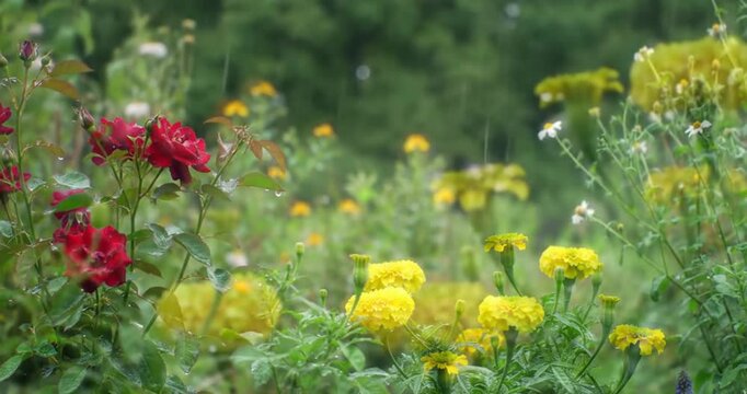 Rain soaked garden video preview thumbnail