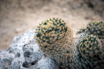Cactus and Cactus flowers popular for decorative
