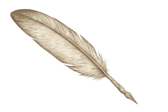 Fototapeta Elegant vintage quill pen feather drawing isolated on transparent background, perfect for historical or literary projects