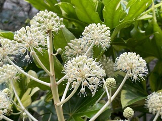 12月の生垣のヤツデの花 2024/12/5