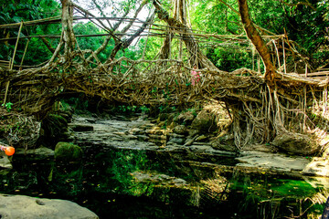 natural roots brigde in meghalaya