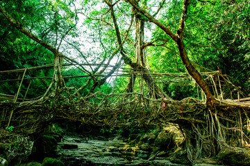 natural roots brigde in meghalaya