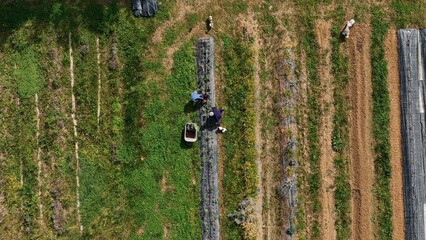 Aerial View of Agricultural Field with Green and Brown Vegetation Rows Cultivated Landscaping and...