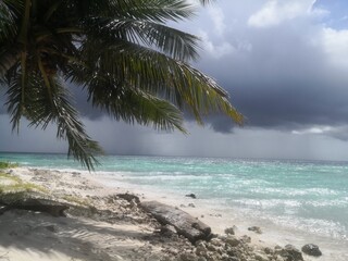 tropical beach with coconut trees
