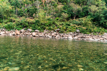 river in the forest