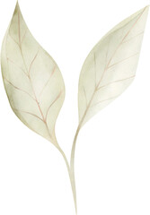 Watercolor illustration of two pale leaves on transparent background.