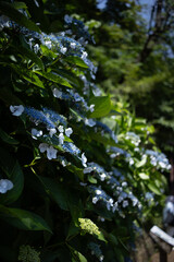 飛鳥の小径：紫陽花