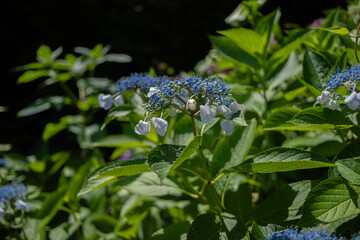飛鳥の小径：紫陽花