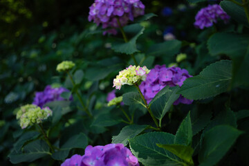 飛鳥の小径：紫陽花