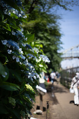 飛鳥の小径：紫陽花